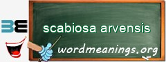 WordMeaning blackboard for scabiosa arvensis